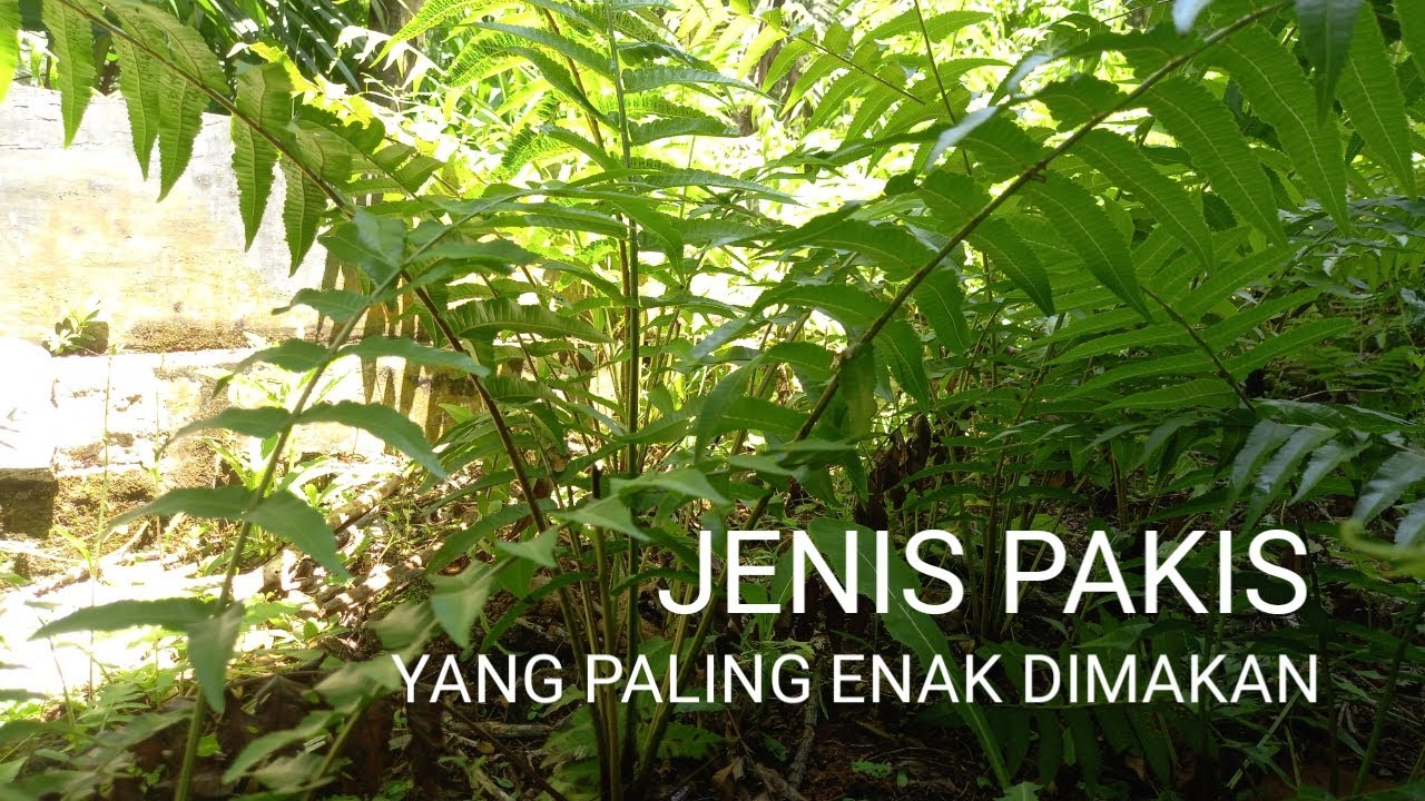 PAKIS YANG PALING ENAK DIMAKAN