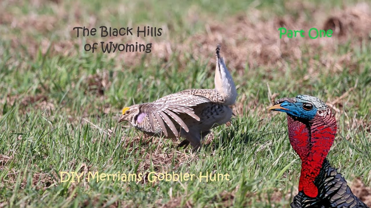 DIY Public Land Merriams Turkey Gobbler Hunt in the Beautiful Black Hills of Wyoming Part One