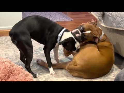 Videó: Ön a Boxer vagy a Boston Terrier?