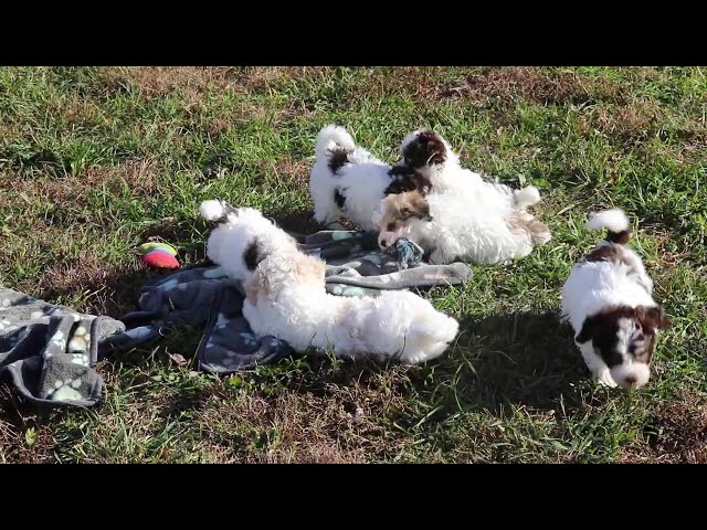 Ryder video thumbnail