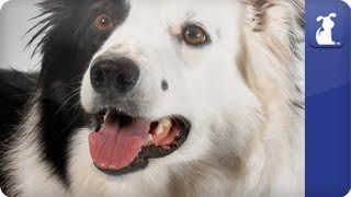 Doglopedia  Border Collie