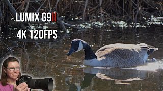 Testing 4K 120fps on Lumix G9II