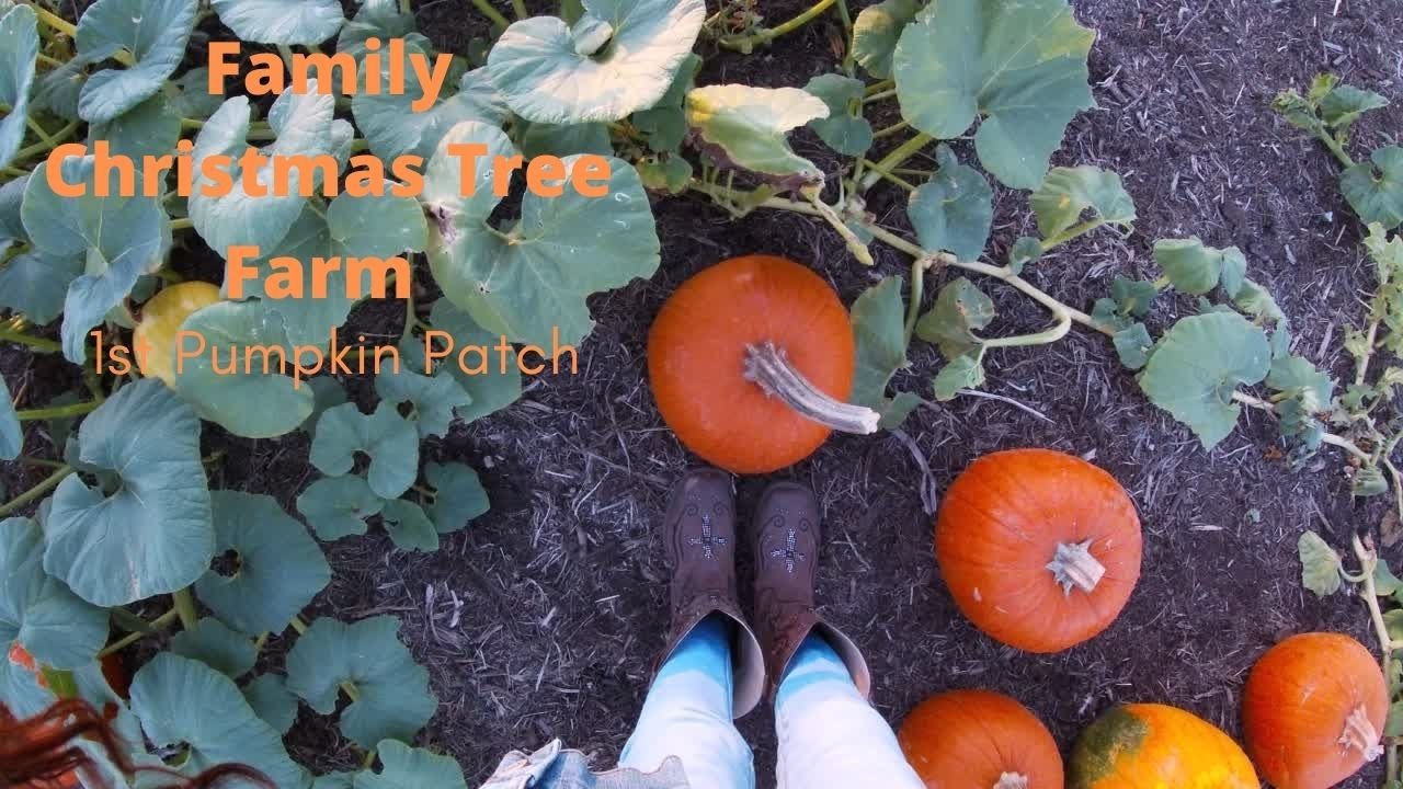 Family Christmas Tree Farm - YouTube