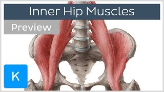 Inner Hip Muscles (preview) - Human Anatomy | Kenhub