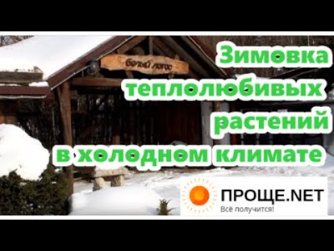 Video: Септория камышы жана жалбырак тактары: Септория оорусунун симптомдорун башкаруу