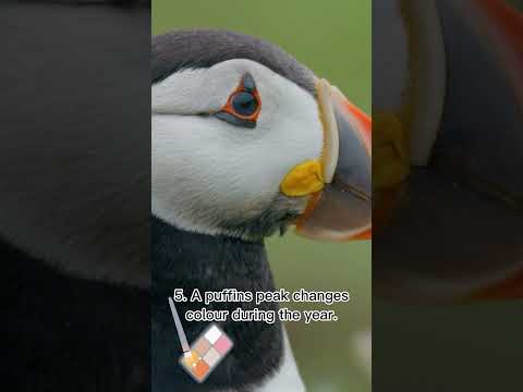 5 Amazing puffin facts you need to know! #animal #birds #funfacts