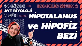 7 Hipotalamus Ve Hipofiz Bezi Endokrin Sistem 11 Sınıf Biyoloji Ayt Biyoloji Kampı 7 Gün