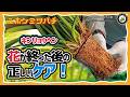 ミツバチを呼ぶキンリョウヘンの花後管理！【株分け・植え替え完全ガイド】 日本みつばちの養蜂 How to Beekeeping