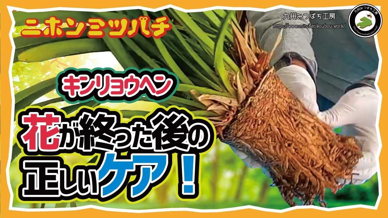 ミツバチを呼ぶキンリョウヘンの花後管理！【株分け・植え替え完全ガイド】 日本みつばちの養蜂 How to Beekeeping