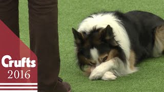 Heelwork to Music - Freestyle International Competition Part 2 | Crufts 2016
