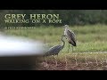 Grey heron walks on a rope  hron cendr marche sur une corde