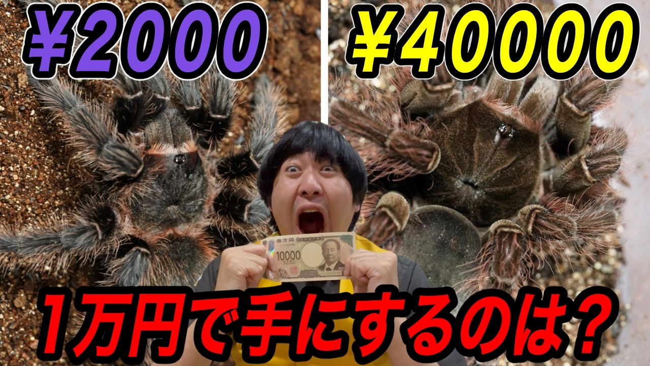 一か八かのタランチュラくじで再び感情爆発しました