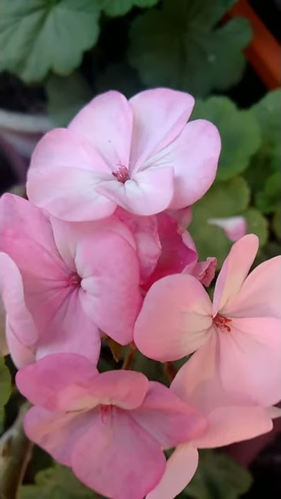 Whatsapp Status | New ringtone 2020 | Geranium Flower