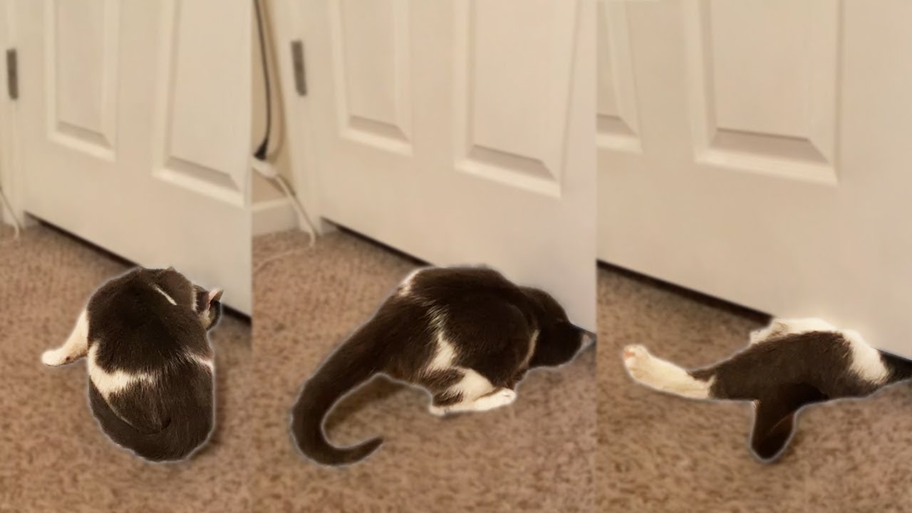 Cat Slides Under Door! YouTube