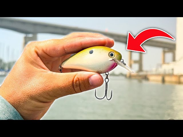 How to Fish Square-Bill Crankbaits - Major League Fishing