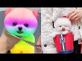 2024 Chó Phốc Sóc Mini 😍 Funny and Cute Pomeranian 😺🐶 | cute animals46