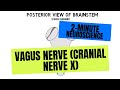 Understanding the Vagus Nerve