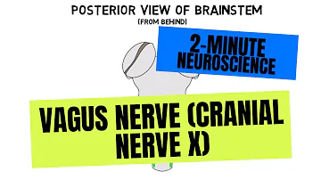 2-Minute Neuroscience: Vagus Nerve (Cranial Nerve X)