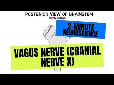 Video: Vagus Nerve: Anatomia E Funzione, Diagramma, Stimolazione, Condizioni