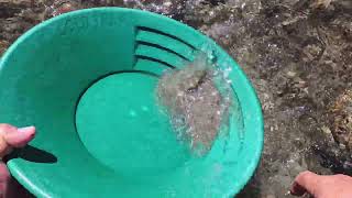 Panning For Gold In The Salmon River In Idaho