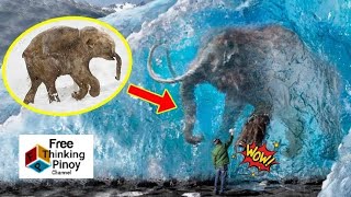 5 AMAZING HAYOP NA NAKITANG NANINIGAS SA YELO | Strange Animals Found Frozen On Ice