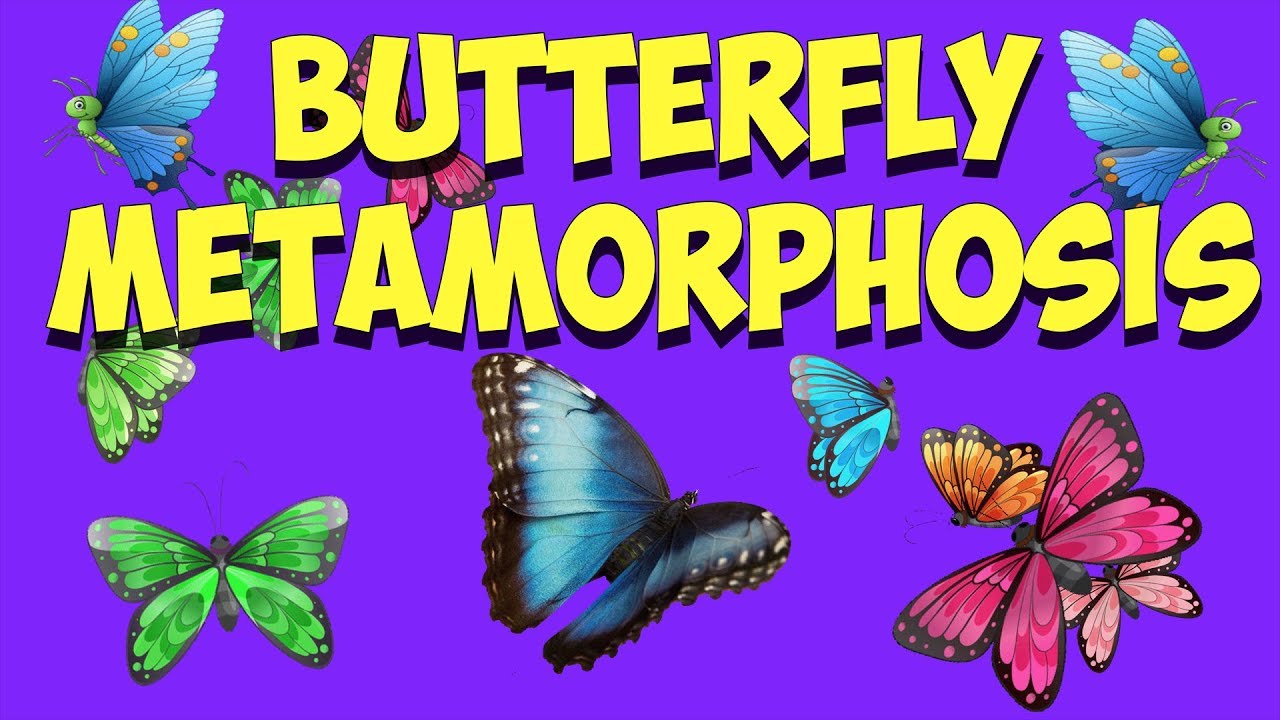 Butterfly Life Cycle Metamorphosis Song (new) YouTube