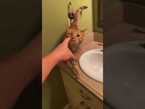 Left my cat