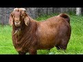 Kalahari Red Goats | Resilient Meat Producers