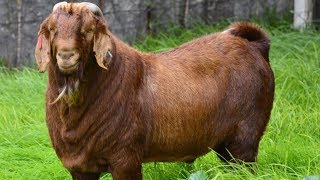 Kalahari Red Goats | Resilient Meat Producers