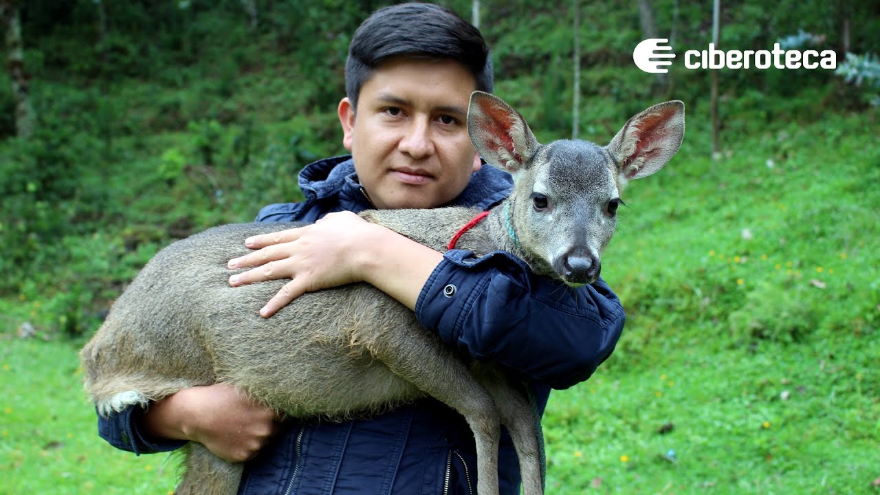 JÓVEN LOGRÓ DOMESTICAR UN VENADO GRIS SALVAJE | Ciberoteca