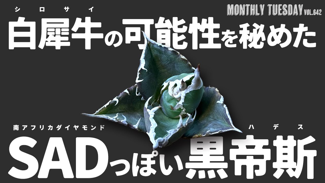 【アガベ】シマムラ園芸で購入した謎アガベはなんだ！？