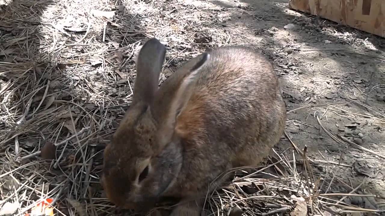 How to tell if a rabbit is pregnant - YouTube