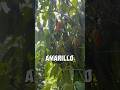 #ajiamarillo #peppers #capsicum #baccatum #machupicchu #peru #pepperguru #gardening #sacredvalley