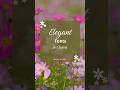 Elegant Fonts In @canva must be used in 2025 | fonts ideas |canva fonts #viral #shorts