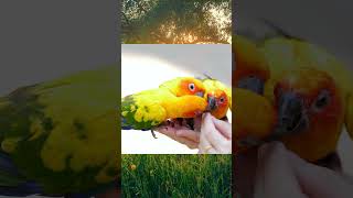 Birds | Wildlife | Nature | Animal Short Video