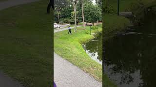 Alligator chases after fisherman