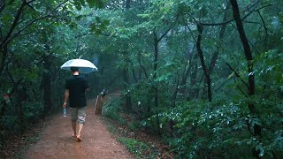 [4K] Дождь, прогулка по лесу. Я бесконечно гуляю под дождем по густому лесу.