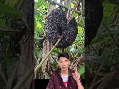 Video: Công Dụng Của Gừng Tổ Ong - Thông Tin Về Cách Trồng Cây Gừng Tổ Ong