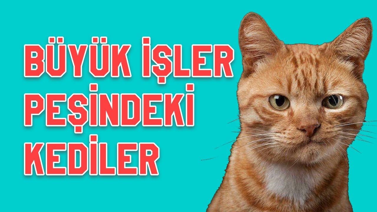 Birbirinden Komik Kediler 2017 Gulme Garantili Youtube