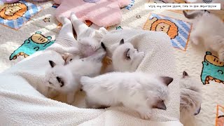 Hanging out with 15+ kittens and cats by Fairy Elf Dolls 2,801 views 1 year ago 14 minutes, 30 seconds