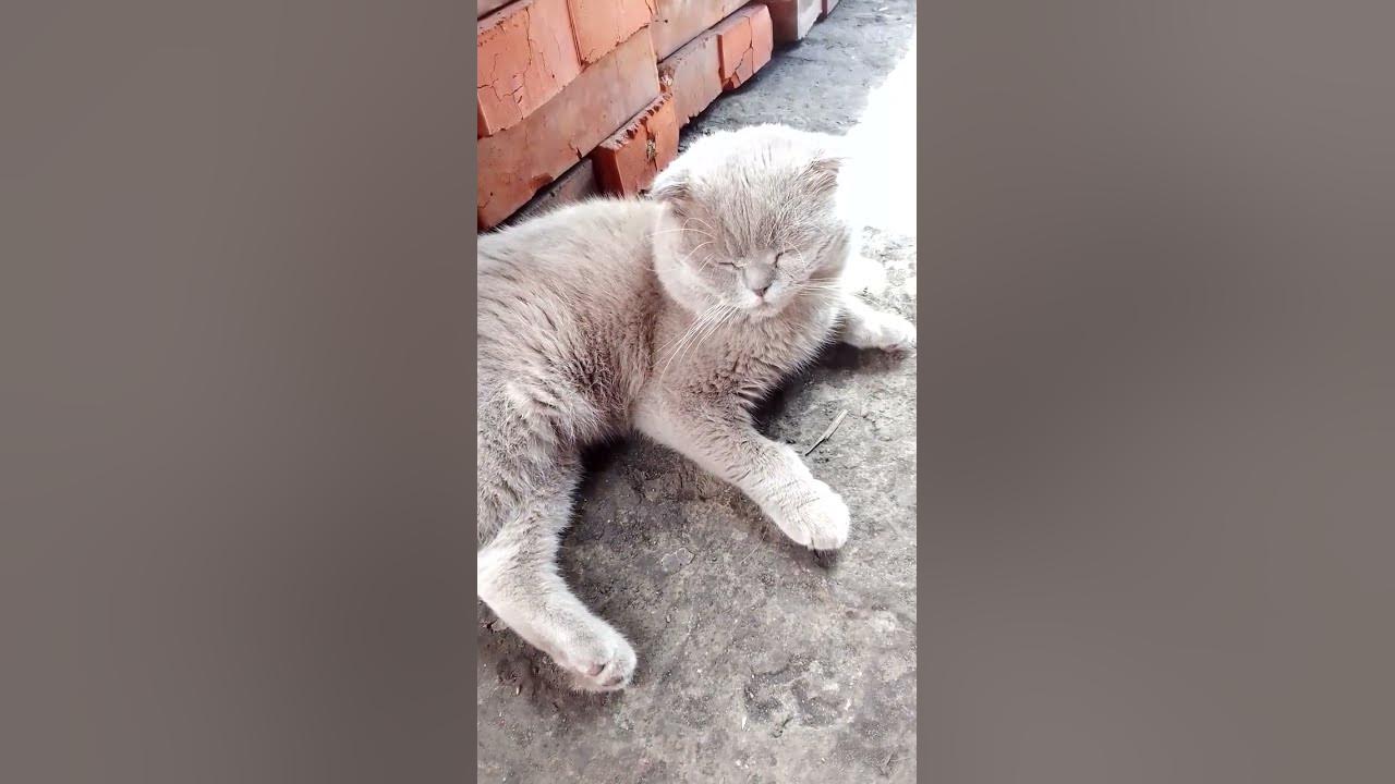кот кот самый лучший кот на свете😺 ️ ️😻😻💙 - YouTube