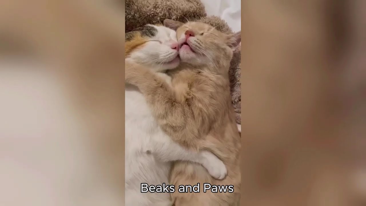 Funniest Cats Funny Video Part # 6