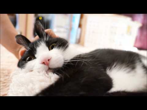 おれ、ねこ（ごま氏）