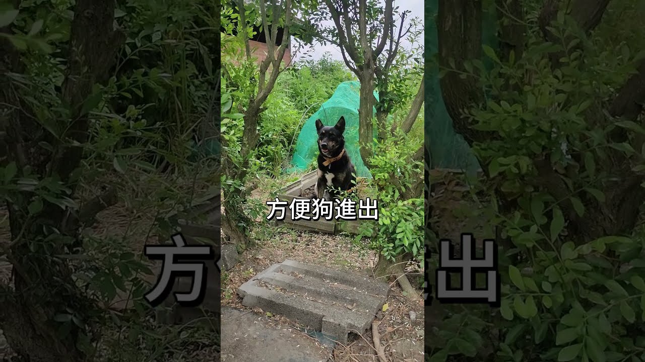 [台灣米克斯]399  需要獨處空間的狗狗們...#台灣犬 #台灣米克斯 縮圖