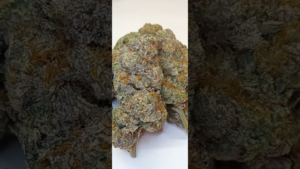 Jet Fuel Cannabis strain review W/ Dr. Greenbody
