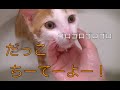 【猫記録193】子猫と混浴でだっこ攻撃エンドレスゴロゴロ