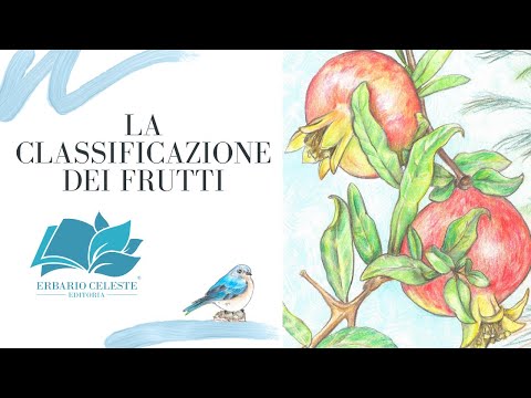 Video: Varietà di frutta - Informazioni sulla classificazione dei frutti