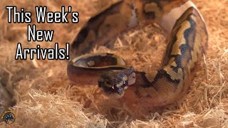 Celebrity Join Us for Another New Animal Unboxing! - Another Pied Ball Python,  Albino Snakes, & More! 🐍 Profile