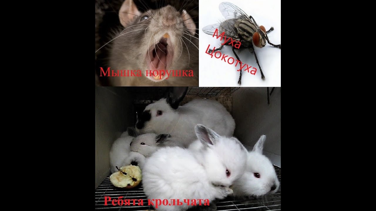Крольчата ребята Муха цокотуха Комарики Мышка норушка и Крыса Анфиса