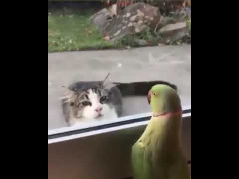 شفيك طلع ها